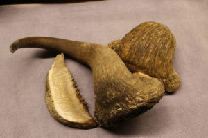 Musk Ox for knife handles